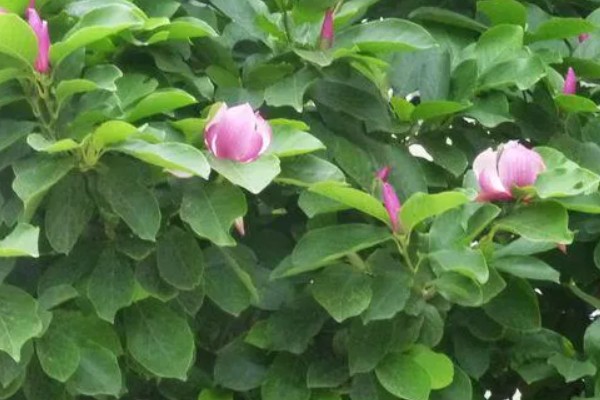 星花玉兰在哪个季节开，在春季3-4月开放