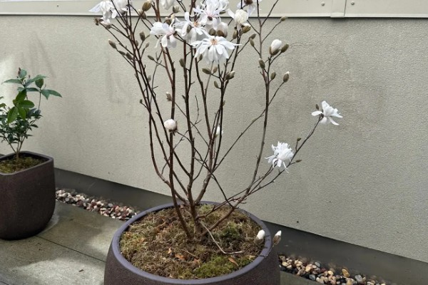 星花玉兰在哪个季节开，在春季3-4月开放