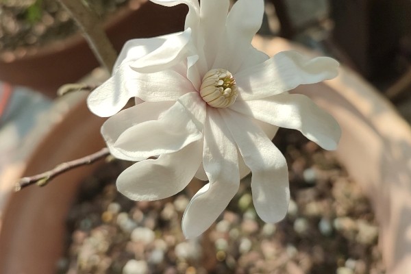 星花玉兰在哪个季节开，在春季3-4月开放