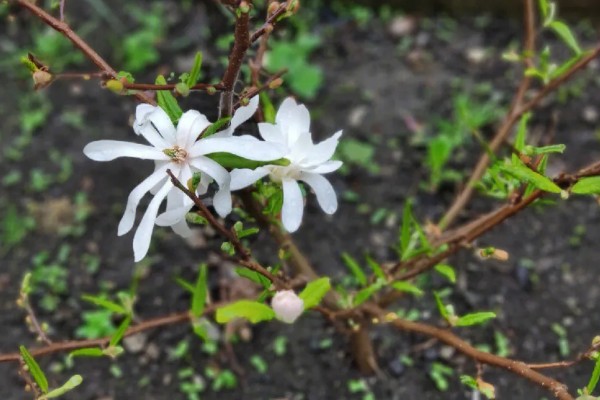 星花玉兰在哪个季节开，在春季3-4月开放