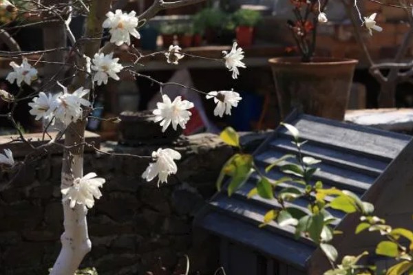 星花玉兰在哪个季节开，在春季3-4月开放