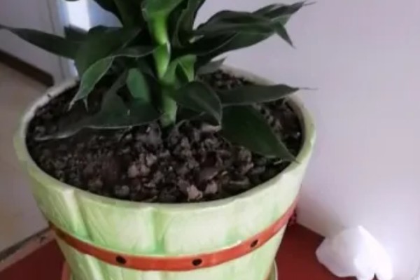 观音竹被冻伤的补救方法，需要将其移入室内环境中