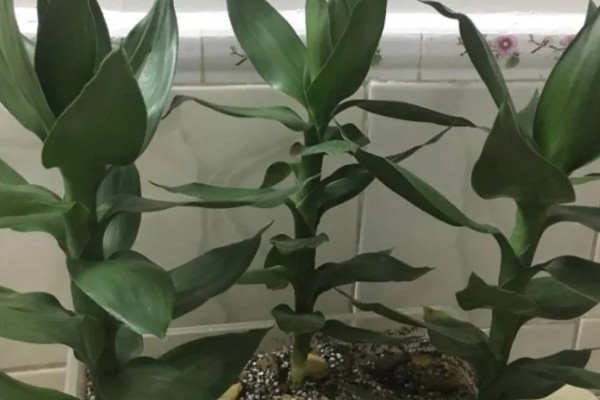 观音竹被冻伤的补救方法，需要将其移入室内环境中