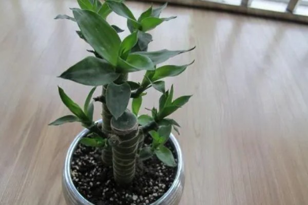 观音竹被冻伤的补救方法，需要将其移入室内环境中