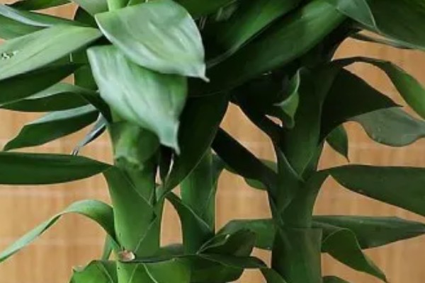 观音竹被冻伤的补救方法，需要将其移入室内环境中