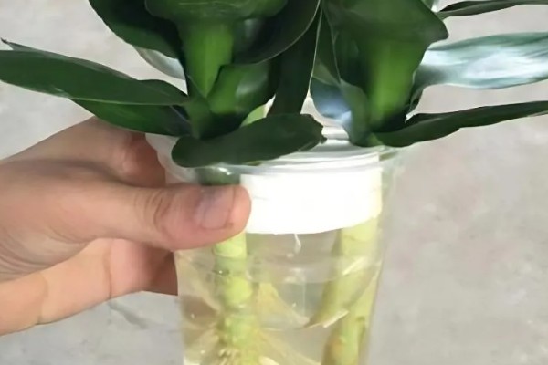 观音竹被冻伤的补救方法，需要将其移入室内环境中