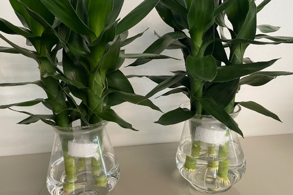 观音竹被冻伤的补救方法，需要将其移入室内环境中