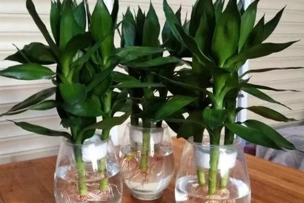 观音竹被冻伤的补救方法，需要将其移入室内环境中