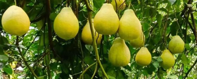 沙田柚有什么品种，主要分为容县沙田柚、梅州沙田柚等4个种类