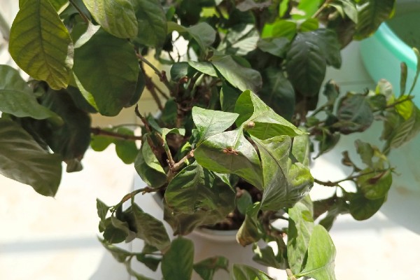 栀子花耷拉头怎么处理，可能是浇水过多所致