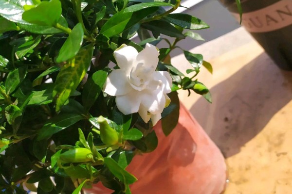 栀子花耷拉头怎么处理，可能是浇水过多所致