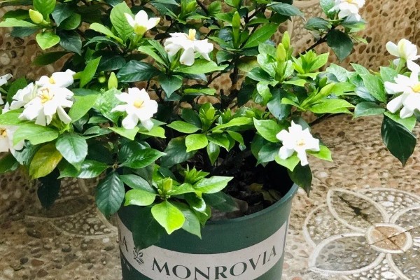 栀子花耷拉头怎么处理，可能是浇水过多所致