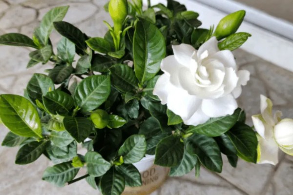 栀子花耷拉头怎么处理，可能是浇水过多所致