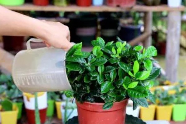 栀子花耷拉头怎么处理，可能是浇水过多所致