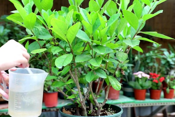 栀子花耷拉头怎么处理，可能是浇水过多所致