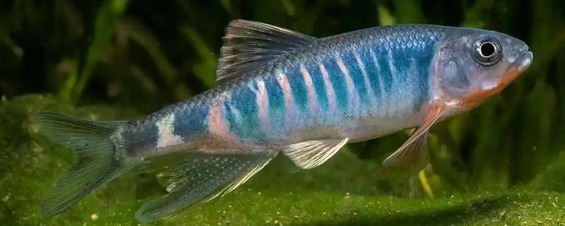 为什么鱼缸里的鱼一直浮出水面，因为缸内的氧气不足