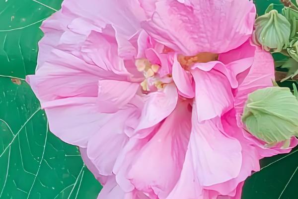 芙蓉花的剪枝方法，建议在花期结束及萌芽期进行