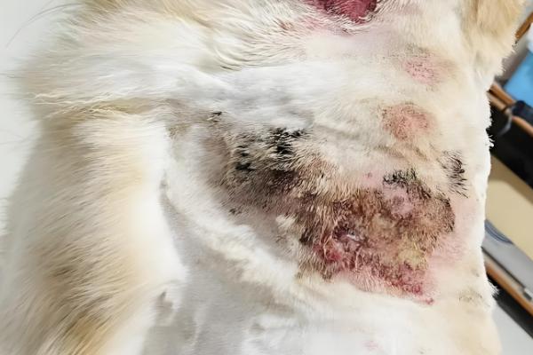 狗皮肤病能不能洗澡，可以洗但需要减少频率