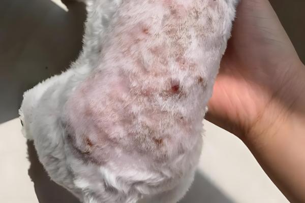 狗皮肤病能不能洗澡，可以洗但需要减少频率