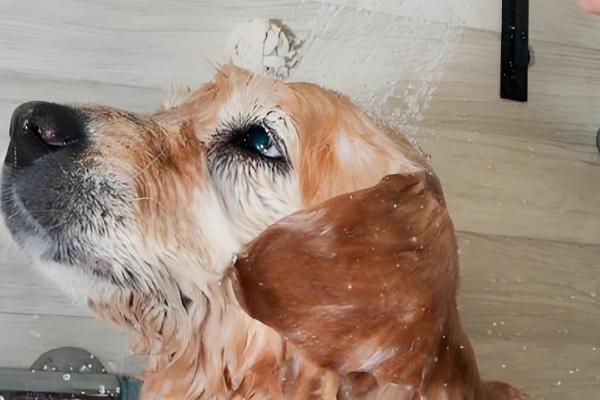 狗皮肤病能不能洗澡，可以洗但需要减少频率