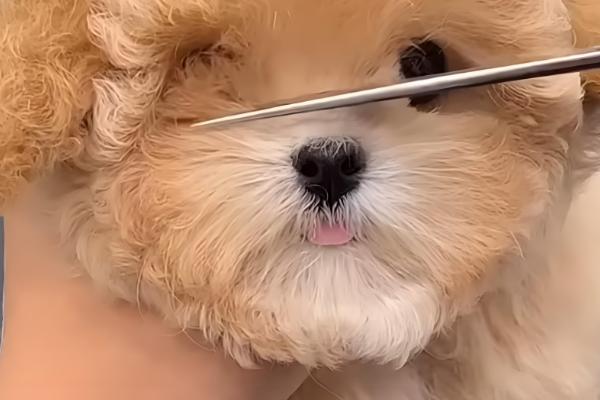 狗皮肤病能不能洗澡，可以洗但需要减少频率