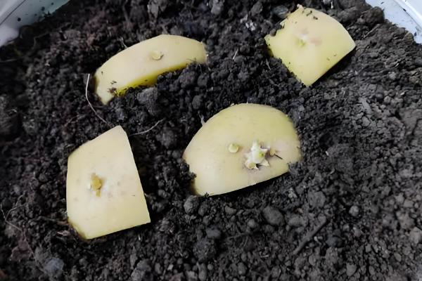 土豆如何种植，播种前一定要进行晒种