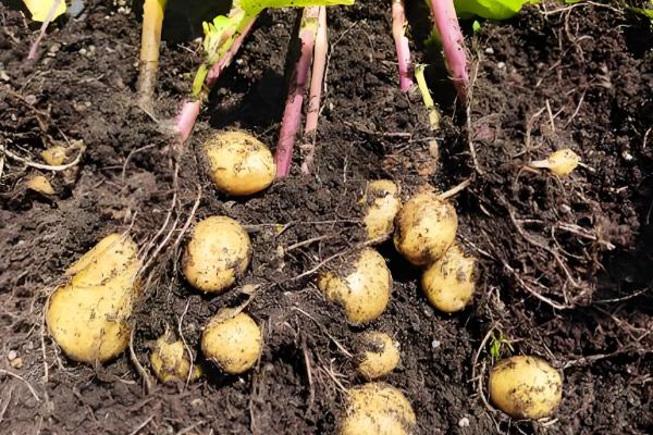 土豆如何种植，播种前一定要进行晒种