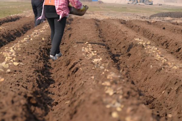 土豆如何种植，播种前一定要进行晒种