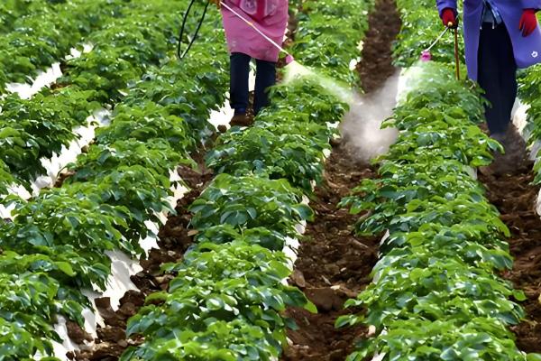 土豆如何种植，播种前一定要进行晒种