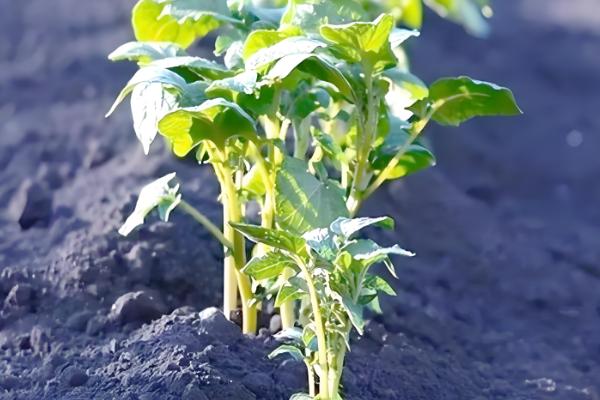 土豆如何种植，播种前一定要进行晒种