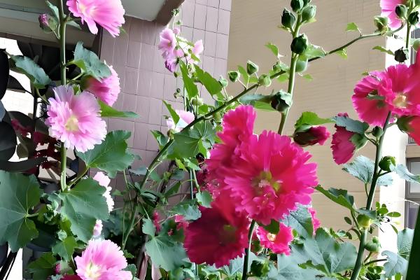 芙蓉花的剪枝方法，建议在花期结束及萌芽期进行