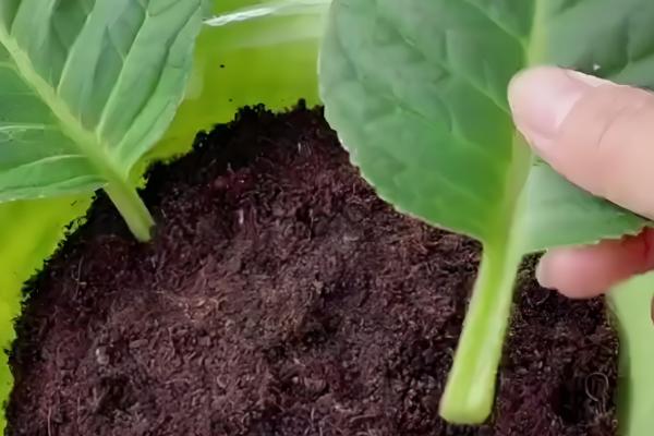 芙蓉花的剪枝方法，建议在花期结束及萌芽期进行