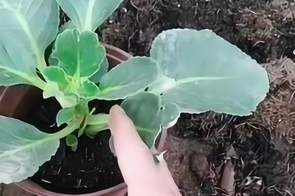 芙蓉花的剪枝方法，建议在花期结束及萌芽期进行