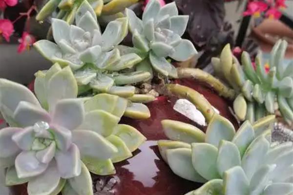 多肉底部叶子变软干瘪的解决方法，可少许多次的灌溉