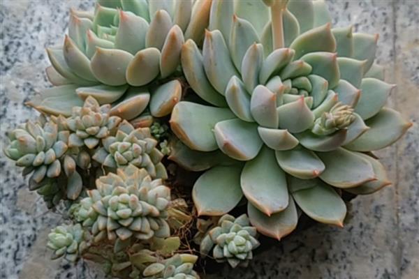 多肉底部叶子变软干瘪的解决方法，可少许多次的灌溉