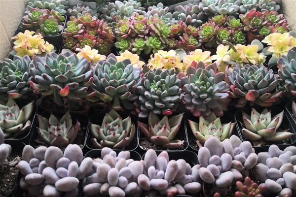 多肉底部叶子变软干瘪的解决方法，可少许多次的灌溉