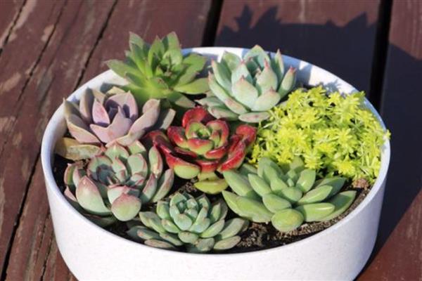 多肉底部叶子变软干瘪的解决方法，可少许多次的灌溉