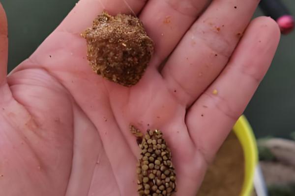 钓鱼的小药有哪些,分为香料型、香精型等