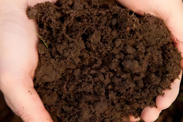 燕子掌如何扦插,在春秋两个季节进行