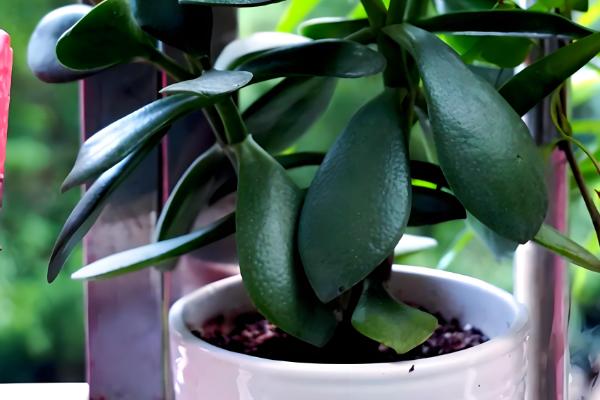 燕子掌如何扦插,在春秋两个季节进行