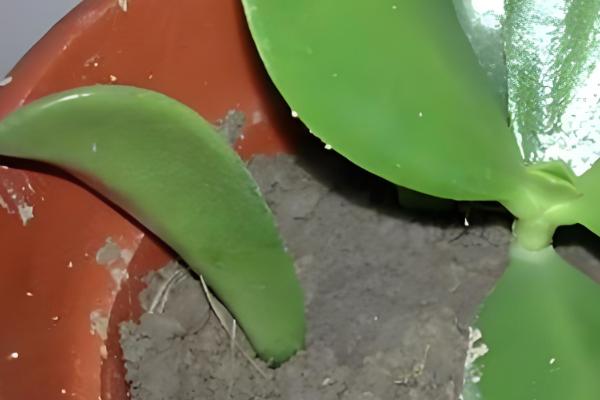 燕子掌如何扦插,在春秋两个季节进行