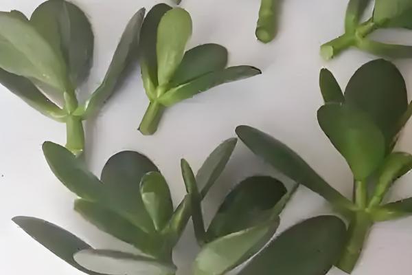 燕子掌如何扦插,在春秋两个季节进行