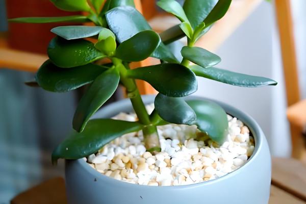 燕子掌如何扦插,在春秋两个季节进行