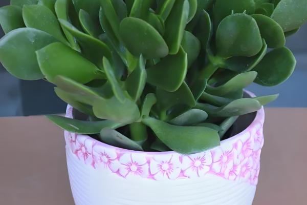 燕子掌如何扦插,在春秋两个季节进行