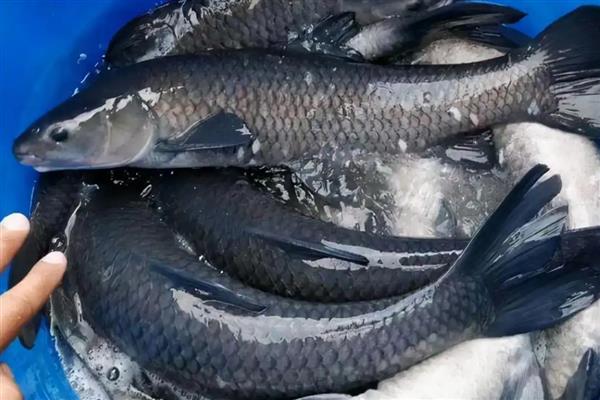 青鱼一亩能养多少条,精养青鱼1500-2000尾