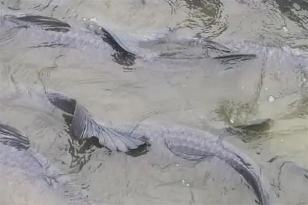 青鱼一亩能养多少条,精养青鱼1500-2000尾