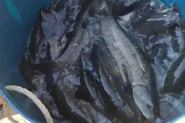 青鱼一亩能养多少条,精养青鱼1500-2000尾