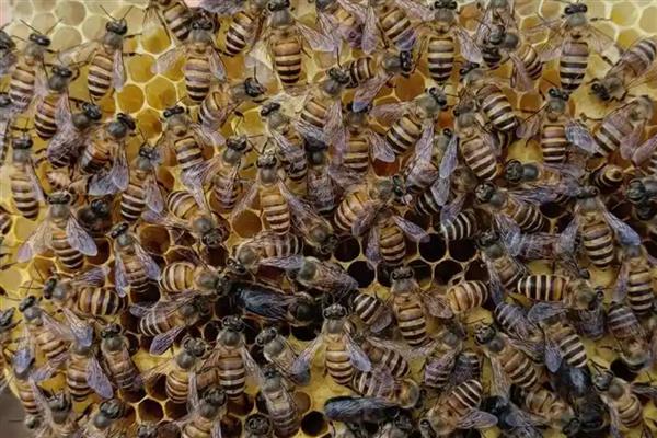 山东蜜蜂秋繁的时间,一般8月中旬至8月下旬开始