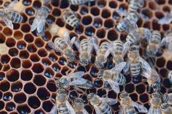 山东蜜蜂秋繁的时间,一般8月中旬至8月下旬开始