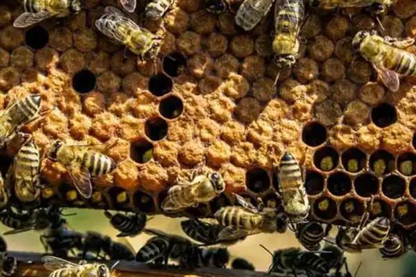 山东蜜蜂秋繁的时间,一般8月中旬至8月下旬开始